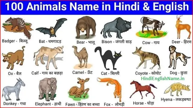  100 Animals Name In Hindi And 