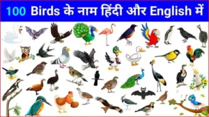 100 पक्षियों के नाम हिंदी और इंग्लिश में - 100 Birds name in Hindi and English with images
