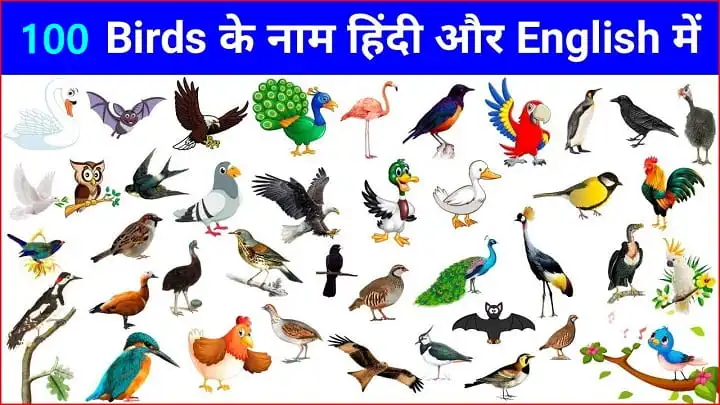 100-birds-name-in-hindi-and-english-hindi-english-name