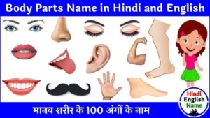 100 शरीर के अंगों के नाम | Body Parts Name in Hindi and English
