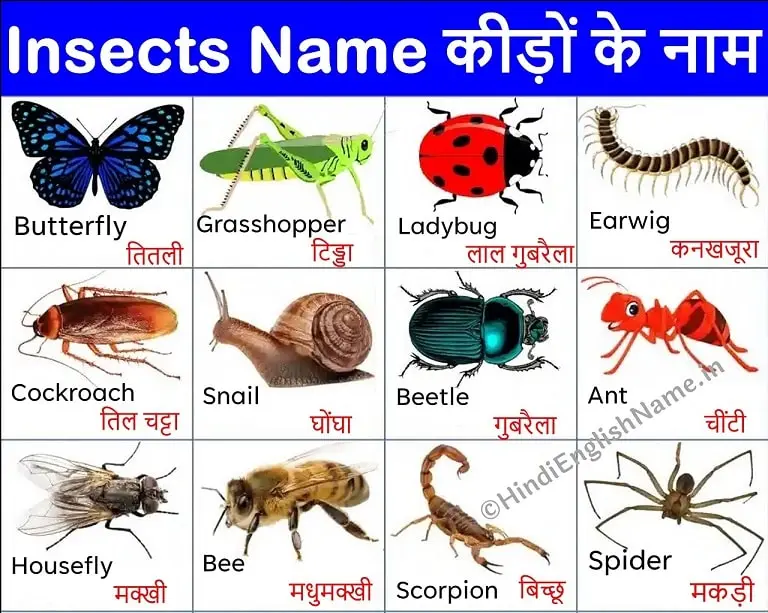 50 Insects Name in Hindi and English with Picture - कीड़ों के नाम