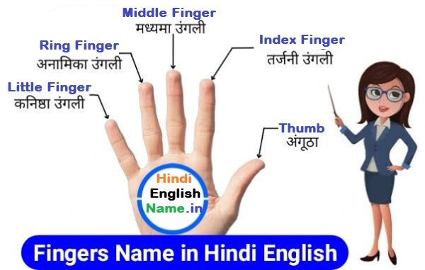 5 Fingers Name in Hindi and English | पांच उंगलियों के नाम हिंदी और  अंग्रेजी में » Hindi English Name