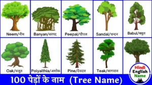 100 पेड़ों के नाम (Pedon ke Naam) | 100 Trees Name in English and Hindi