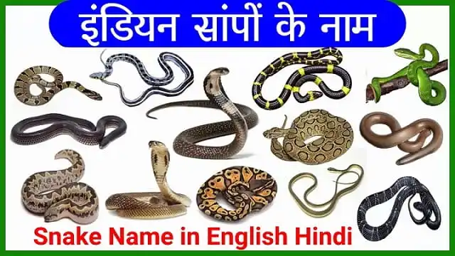 Indian Snake Name In Hindi And English | 21 सांपों के नाम हिंदी और ...